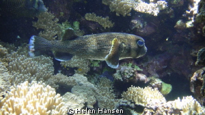 puffer by Helen Hansen 